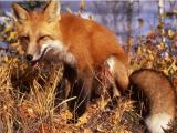 Red Fox sitting in grass